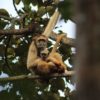 Northern muriqui (Brachyteles hypoxanthus), found in the Neotropics. Image courtesy of Priscila Pereira.