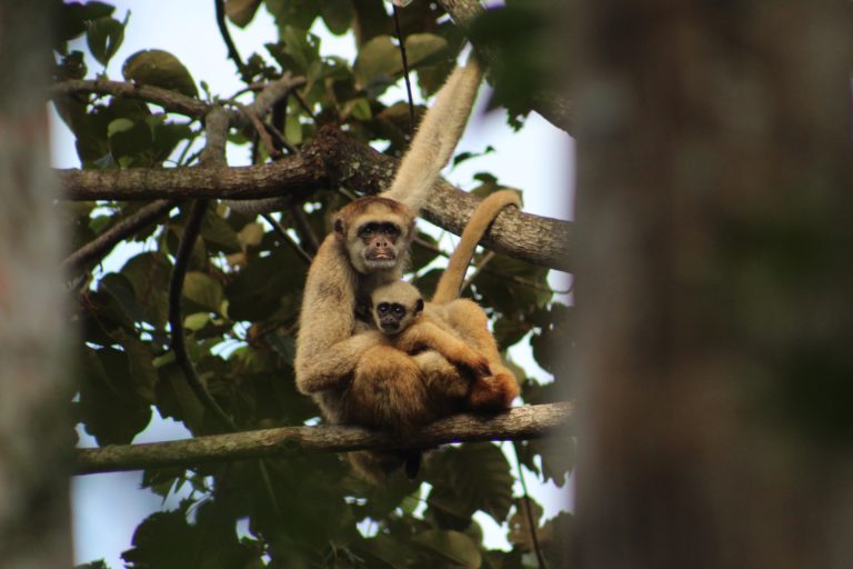 Northern muriqui (Brachyteles hypoxanthus), found in the Neotropics. Image courtesy of Priscila Pereira.