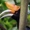 Hornbill