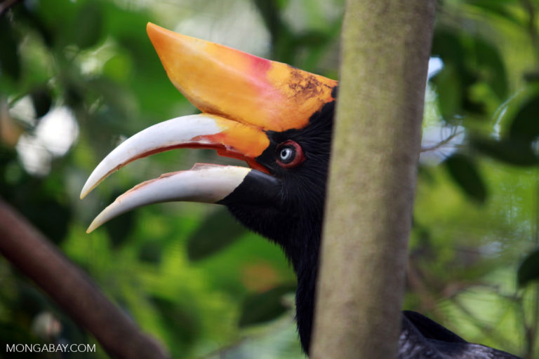Hornbill