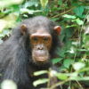 Africa's largest population of eastern chimpanzees live in Bili-Uéré. Image by gombe069 via Wikimedia Commons (CC BY-SA 2.0).