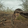 An endangered Texas ocelot (Leopardus pardalis)