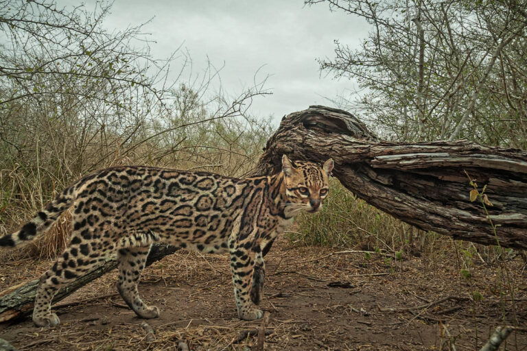 An endangered Texas ocelot (Leopardus pardalis)