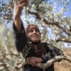 Doha Asous, known as Um Musa, collects her olives on her land located close to the settlement of Yizhar, Burin, West Bank, October 15, 2022. Asous family owns about 84 dunums but most of it is very difficut or impossible to access due to the proximity of the Israeli settlements. Surrounded by several Israeli settlements, Burin has been a frequent target of attacks by Israeli settlers. Image by Anne Paq.