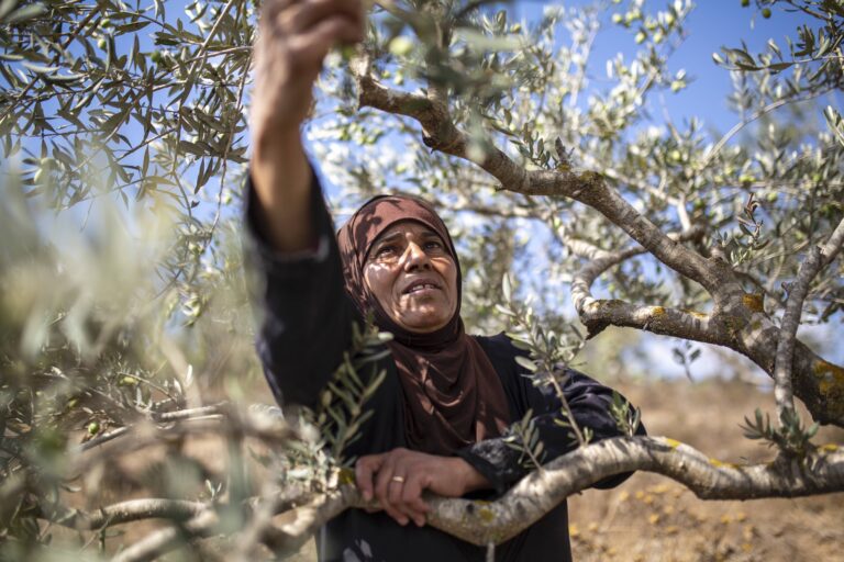 Doha Asous, known as Um Musa, collects her olives on her land located close to the settlement of Yizhar, Burin, West Bank, October 15, 2022. Asous family owns about 84 dunums but most of it is very difficut or impossible to access due to the proximity of the Israeli settlements. Surrounded by several Israeli settlements, Burin has been a frequent target of attacks by Israeli settlers. Image by Anne Paq.