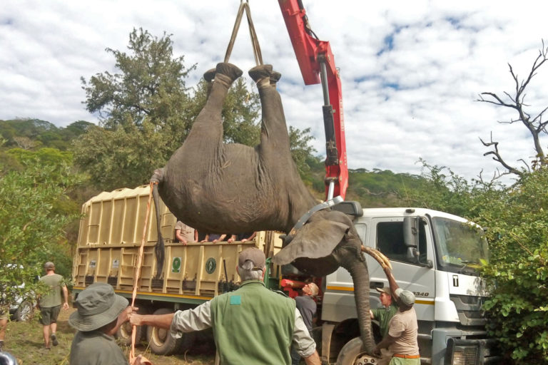 A crane lifts an elephant into a truck.