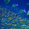 Bluefins sizing up a school of anchovies.