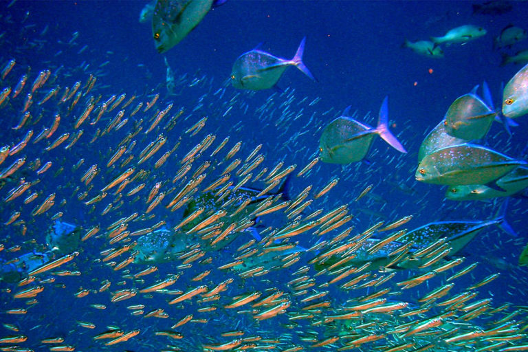 Bluefins sizing up a school of anchovies.