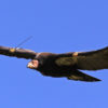 California condor flying
