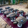 Asian giant tortoises
