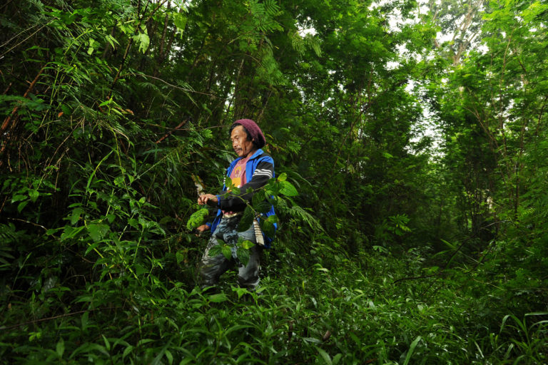 Ismail in Mount Gede, Indonesia, cutting dead twigs to be used as firewood.