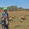 James Njuguna, a shepherd who lives near the Manguo swamp.