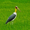 A lesser adjutant stork in a paddy field