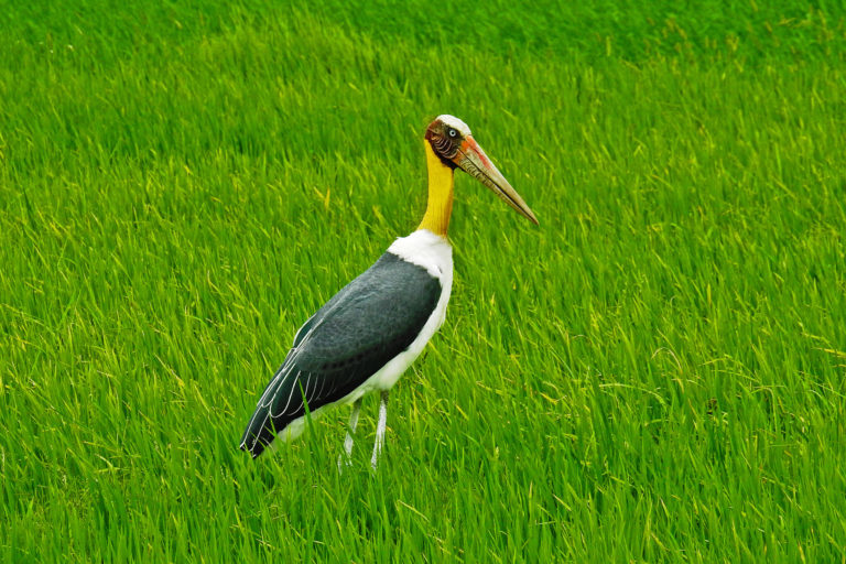 A lesser adjutant stork in a paddy field