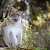 A male Barbary macaque with a baby.