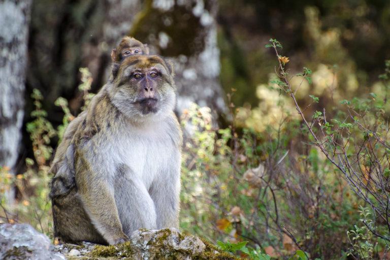 A male Barbary macaque with a baby.