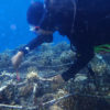 Rehabilitation of coral reefs in commemoration of Coral Triangle Day 2022 in Oesina Beach.