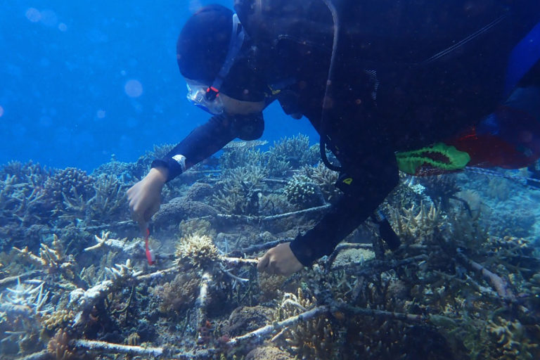 Rehabilitation of coral reefs in commemoration of Coral Triangle Day 2022 in Oesina Beach.