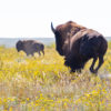 Wild bison, taking over Europe and North America, will once again roam England