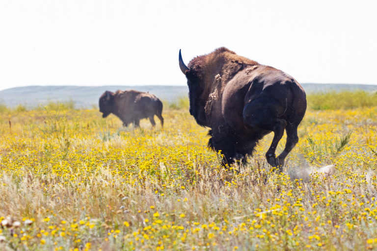 Wild bison, taking over Europe and North America, will once again roam England