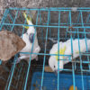 Seized sulphur-crested cockatoo (Cacatua galerita eleonora) in East Java, Indonesia.