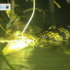 Crocodile-WWF