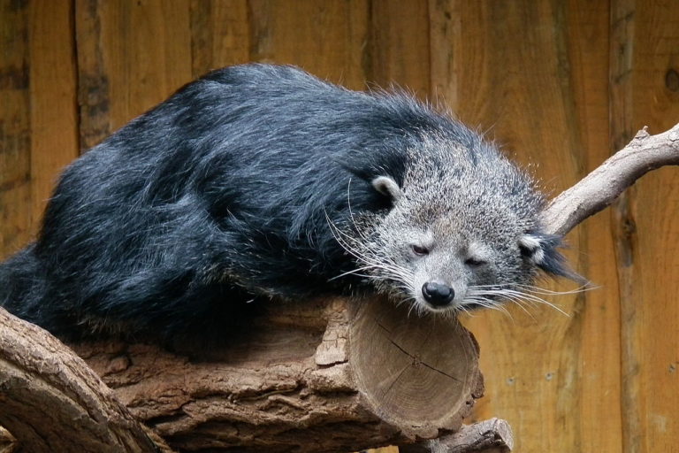 binturong