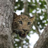 A leopard in a tree