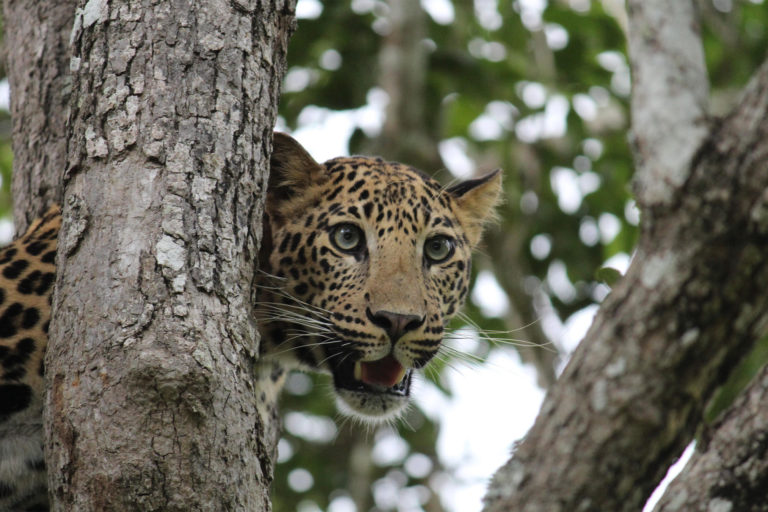 A leopard in a tree