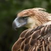 Philippine eagle