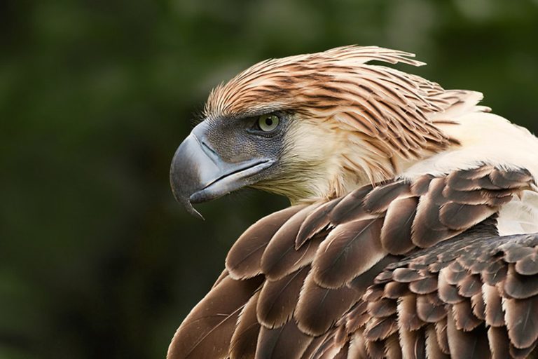 Philippine eagle