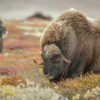 Musk oxen.