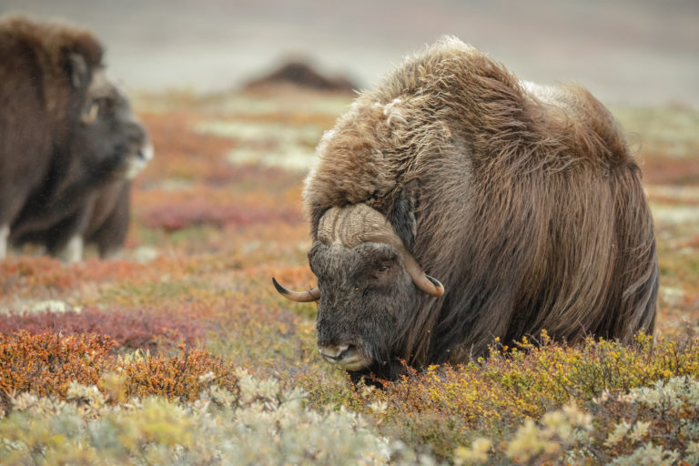 Musk oxen.