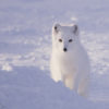 An Arctic fox.