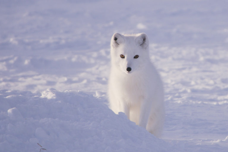 An Arctic fox.