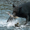 A black bear fishes for salmon.