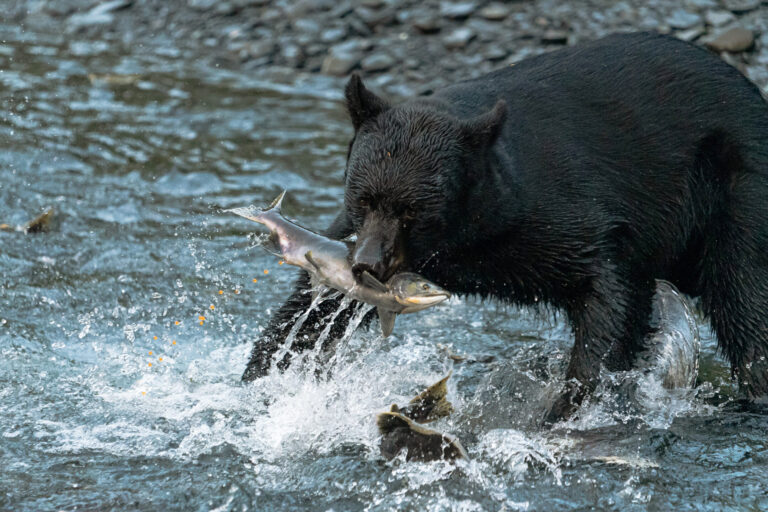 A black bear fishes for salmon.