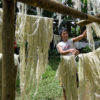 Piñatex fibers in the drying stage. The pineapple leaf fiber has great tensile strength and flexibility. Image courtesy of Riikka Juva/Ananas Anam.
