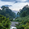 primary forest in Danum Valley Conservation Area, Sabah, by John C. Cannon/Mongabay
