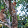 Proboscis monkeys in Malaysian Borneo. Image by John C. Cannon/Mongabay.