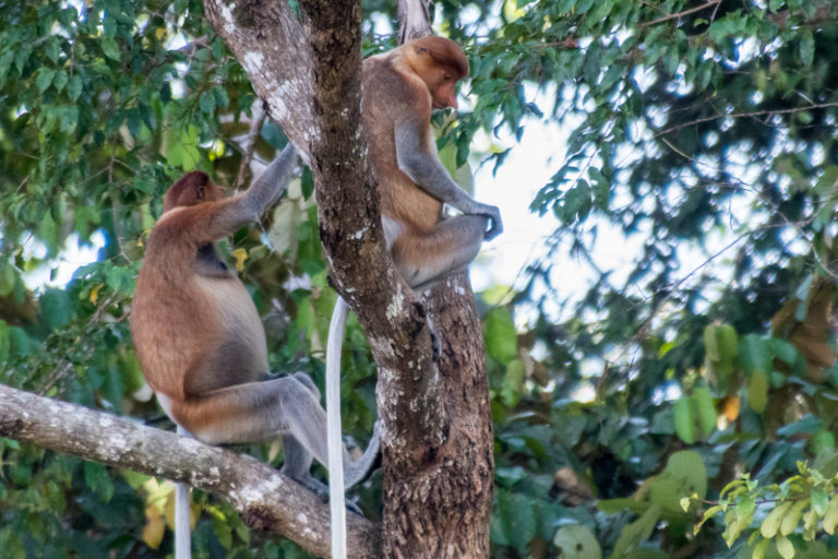 Proboscis monkeys in Malaysian Borneo. Image by John C. Cannon/Mongabay.