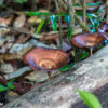 Fungi in the forests of Sabah. Image by John C. Cannon/Mongabay.