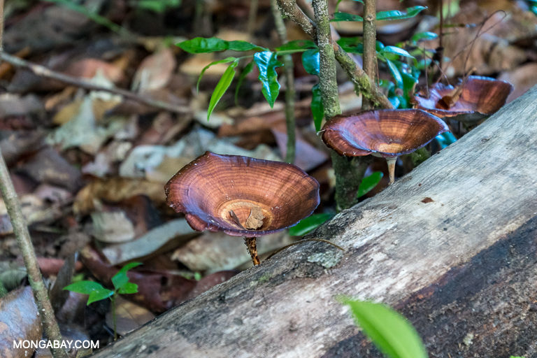 Fungi in the forests of Sabah. Image by John C. Cannon/Mongabay.