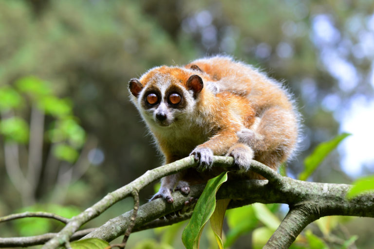 Pygmy loris