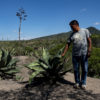 People in San Juan Raya decided to join a research project to grow agave for mezcal sustainably. Image by Noel Rojo for Mongabay.