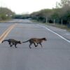 Jake Strouf and his wife were driving in the Laguna Atascosa National Wildlife Refuge when they got the rare sighting of ocelots crossing the road. Image courtesy of Jake Strouf.