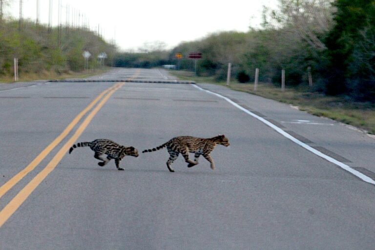 Jake Strouf and his wife were driving in the Laguna Atascosa National Wildlife Refuge when they got the rare sighting of ocelots crossing the road. Image courtesy of Jake Strouf.