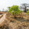 Baobab tree