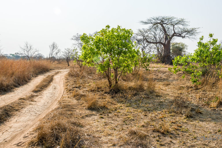 Baobab tree