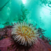 Kelp Forest in Monterey Bay National Marine Sanctuary. Photo by Chad King/NOAA.